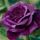 purple-rose purple-rose