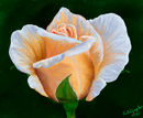 baby-peach-rose