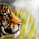 tiger tiger