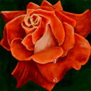 the-orange-rose the-orange-rose