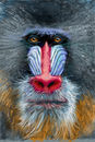 mr-mandril