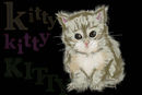 kitty