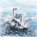 swans