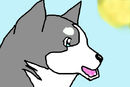 little-husky