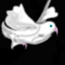 dove dove