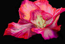 fantasy-flower