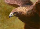 golden-eagle golden-eagle