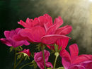 flowers flowers