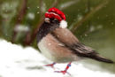 merry-christmas-to-all