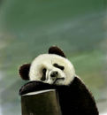 sleepy-panda sleepy-panda