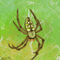 garden-spider by Spiritofthebrush93