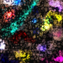 lights