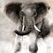 elephant by betty