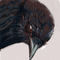 bird-2012 by pppman