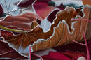winter-leaves winter-leaves