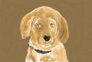 sad-puppy