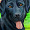 black-lab by roses56