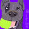 blue-heeler by Justinbieber1102