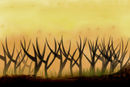 sunset-forest