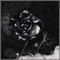 flower by danila