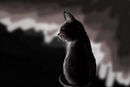 dark-cat