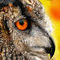 owl by betty