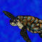 sea-turtle by KibaTheFurry