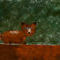 fox by Doritos1996