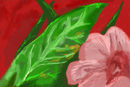 flower flower
