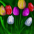 tulips