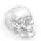 skull by camelpoo