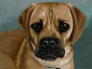 puggles