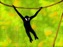 monkey