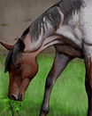 curious-horse curious-horse