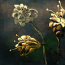 golden-flowers golden-flowers