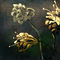 golden-flowers by artsygal987