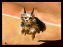 little-yorki