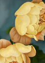 magnolias magnolias