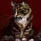wild-cat by ernieplucknett