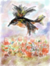 primavera