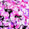backrouind-pink by CyberGothGirl