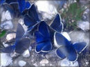 blu-butterflies