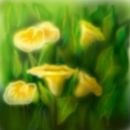 lilly