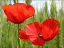 poppies poppies