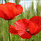 poppies by katy
