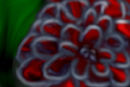 exotic-flower exotic-flower