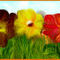 flowers-in-spring by katy