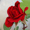 the-red-rose by kutedymples
