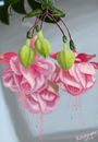 baby-pink-fuschias baby-pink-fuschias