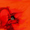 glowing-eyes-of-a-racc by Spluethehedgehog